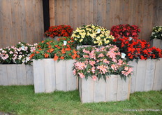 The new Florencia series. Only orange used to be on the market, but now white, pink, yellow and red are added. 